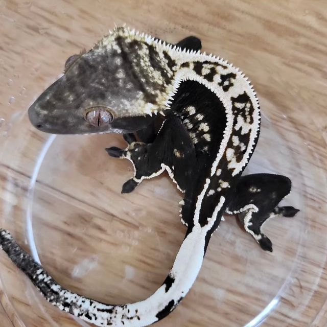 엠티백 블랙 오닉스