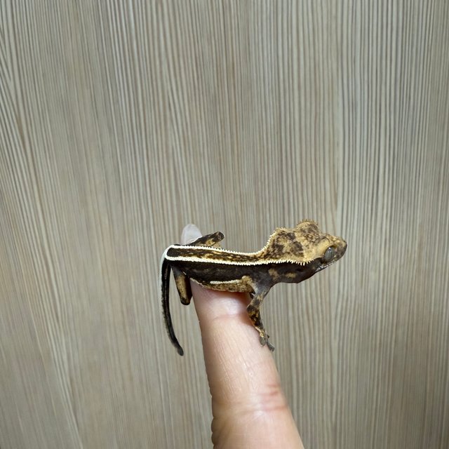 슈퍼스트라이프 풀핀 화이트핀 엠티백