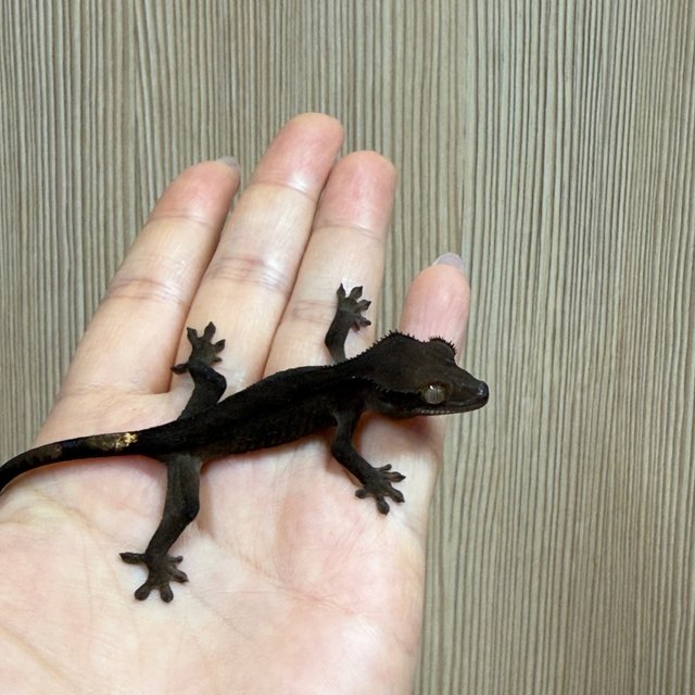 블랙 챠콜 다크 노멀