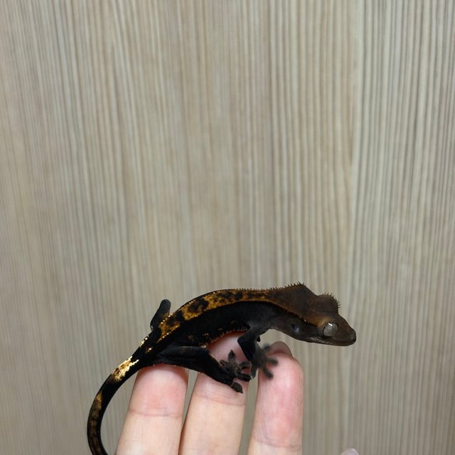 노멀 플레임 블랙 다크 챠콜