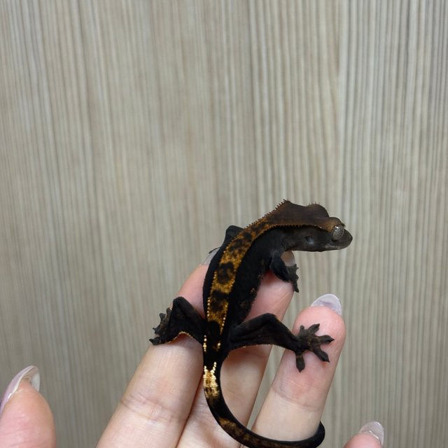 노멀 플레임 블랙 다크 챠콜