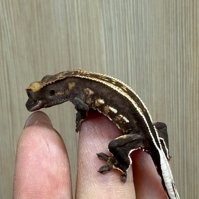 엠티백 슈퍼스트라이프 다크 오닉스