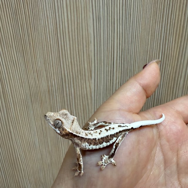 프라푸치노 텐저린