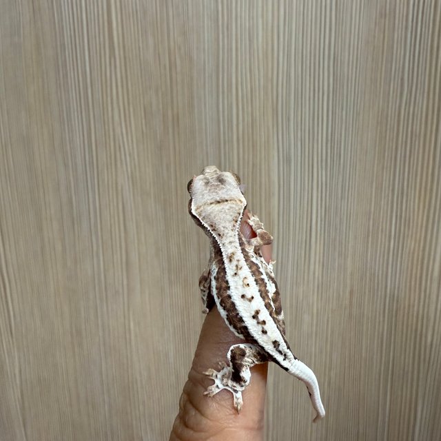 프라푸치노 텐저린