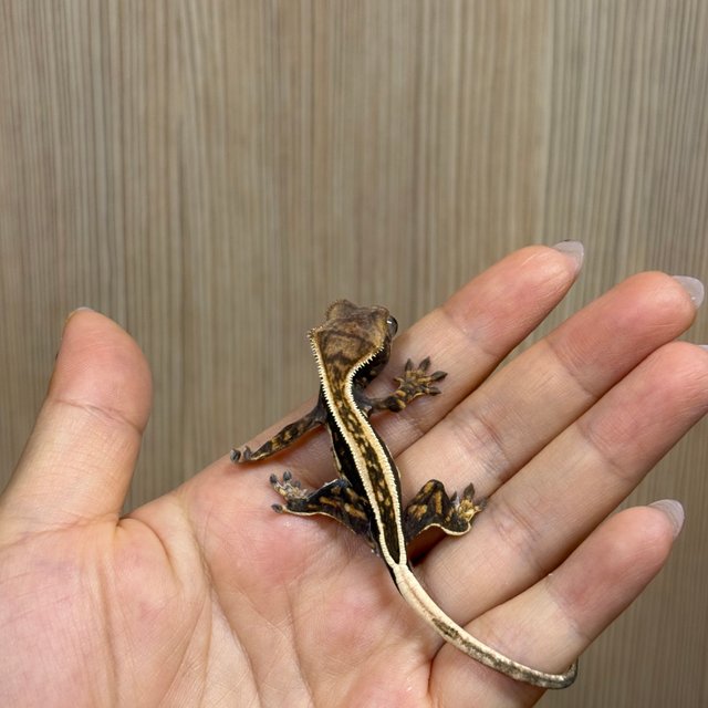 화이트핀 엠티백 풀핀