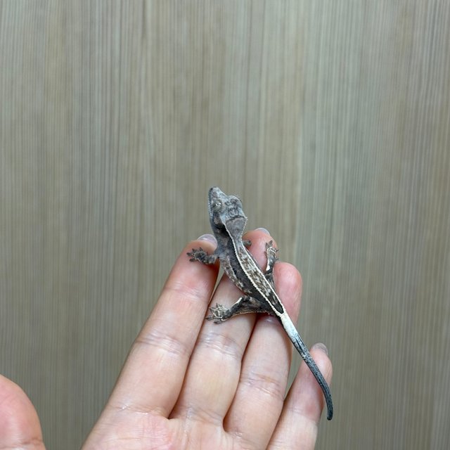 엠티백 카푸치노