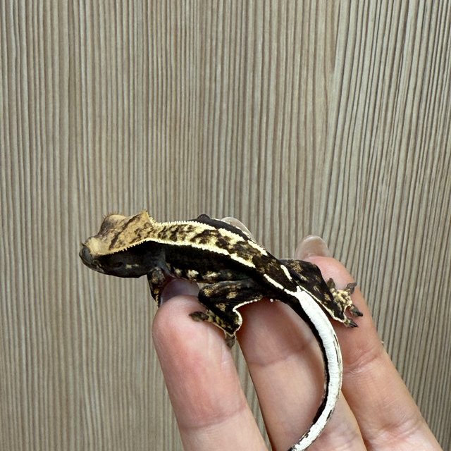 노멀 트라이 블랙