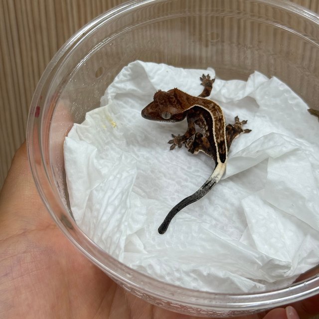 엠티백 카푸치노