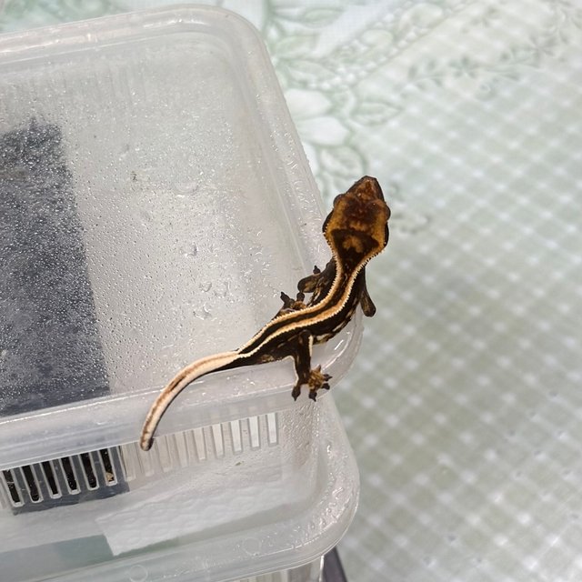 슈퍼스트라이프 블랙 오닉스 엠티백 풀핀 화이트핀