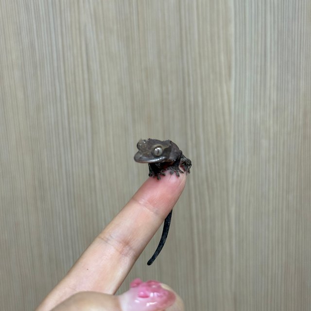 카푸치노 블랙 챠콜