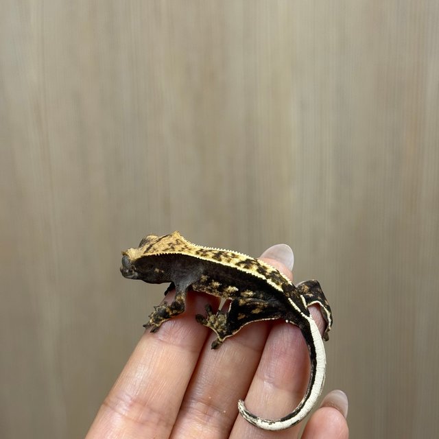 노멀 트라이 블랙