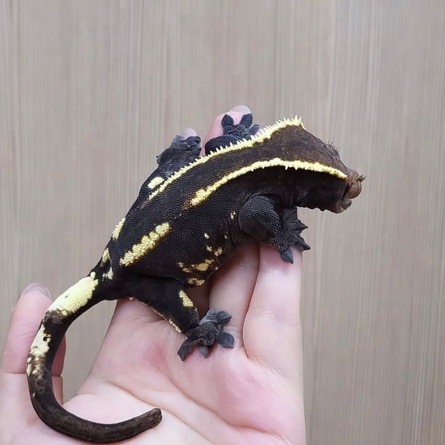 다크 카푸치노 블랙