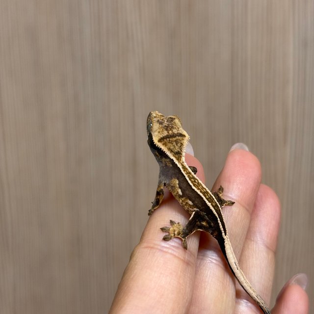 노멀 화이트핀 엠티백 풀핀 다크