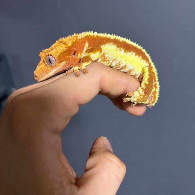 레드 릴리화이트