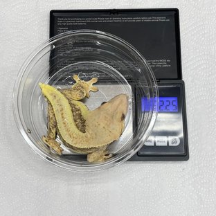 트라이 릴리화이트