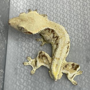레드 트라이 익스트림할리퀸 릴리화이트