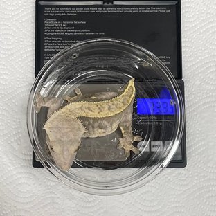 풀핀 익스트림할리퀸