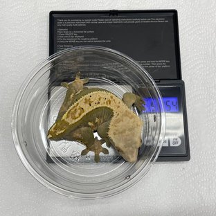 핀스트라이프 쿼드