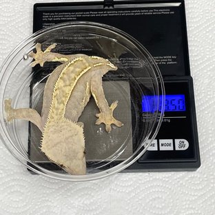 핀스트라이프 쿼드