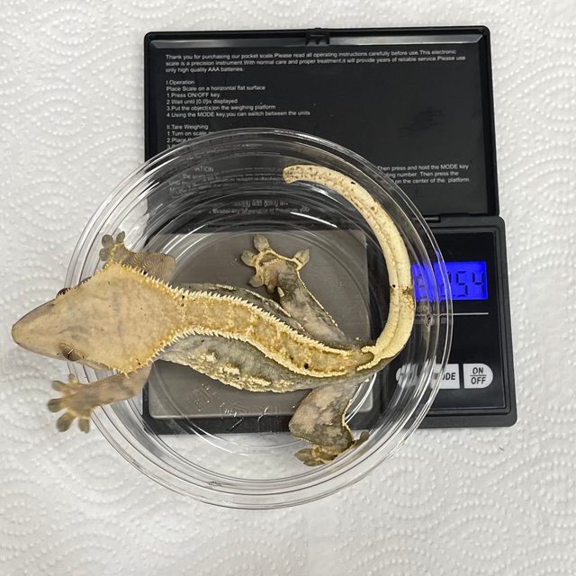 핀스트라이프 할리퀸