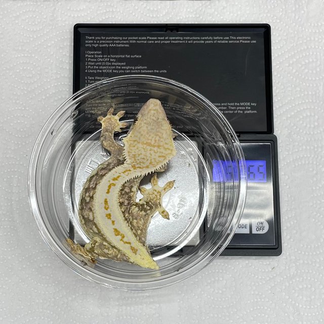 트라이 릴리화이트