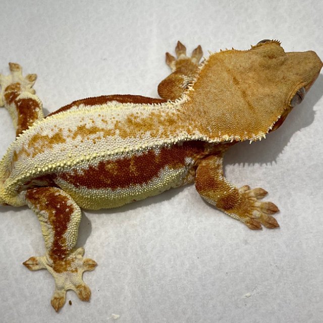 레드 릴리화이트