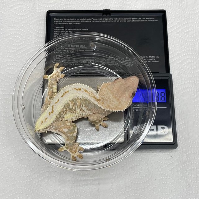 트라이 릴리화이트