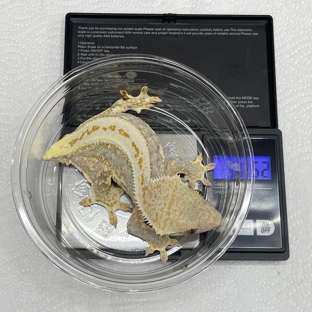 트라이 릴리화이트