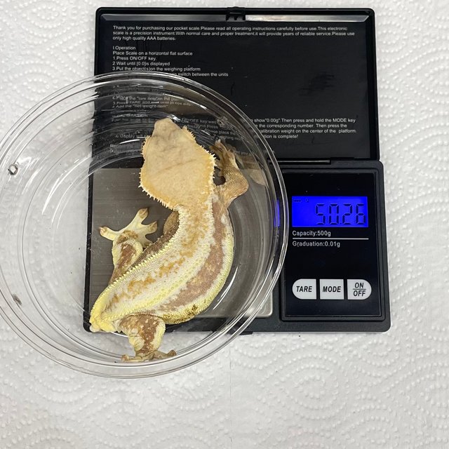 레드 릴리화이트