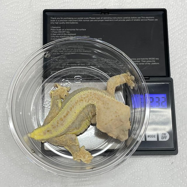 트라이 릴리화이트