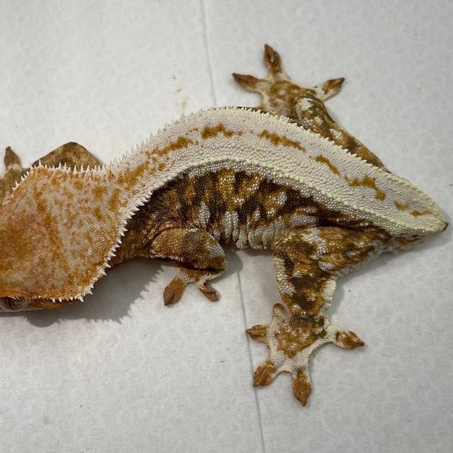 트라이 릴리화이트