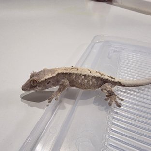 세이블