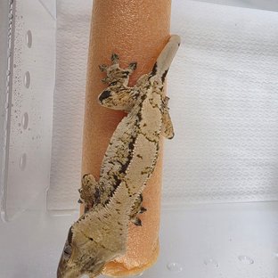 트라이