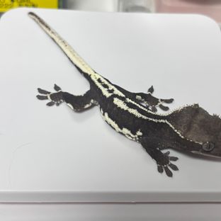 릴잔틱