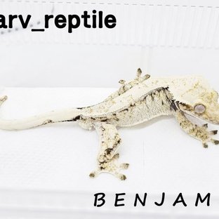 SPT BENJAMIN