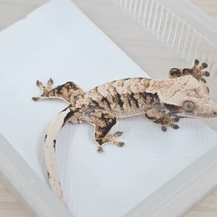 트라이 텐저린 타이거