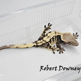 세이블 드리피 화이트포트홀 화이트크라운 다크 블랙