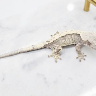 세이블 화이트포트홀 화이트핀 드리피 화이트크라운 화이트스팟