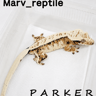 SPT PARKER