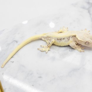 릴리화이트 화이트핀 화이트스팟 화이트 화이트포트홀