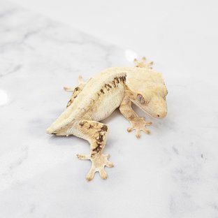 릴리화이트 트라이 화이트 화이트핀 화이트스팟