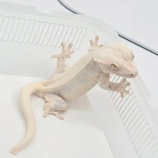 피닉스
