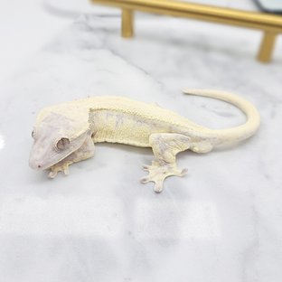 릴리 세이블 화이트 화이트크라운 화이트포트홀 화이트핀 솔리드백