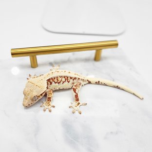 레드 릴리화이트 화이트핀 화이트 화이트스팟