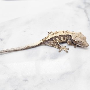 세이블 화이트크라운 화이트스팟