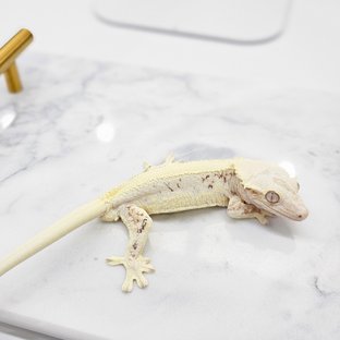 릴리 세이블 화이트핀 화이트스팟 화이트 화이트포트홀