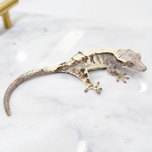 세이블 화이트스팟 화이트핀 화이트크라운 화이트포트홀 드리피