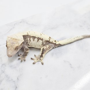 세이블 화이트포트홀 화이트크라운 화이트핀 화이트스팟 드리피