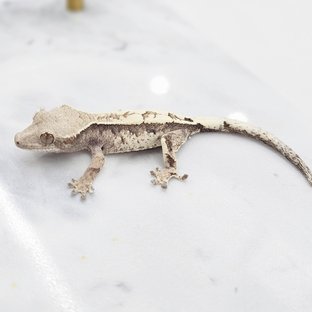 세이블 화이트핀 화이트크라운 화이트포트홀 드리피 화이트스팟