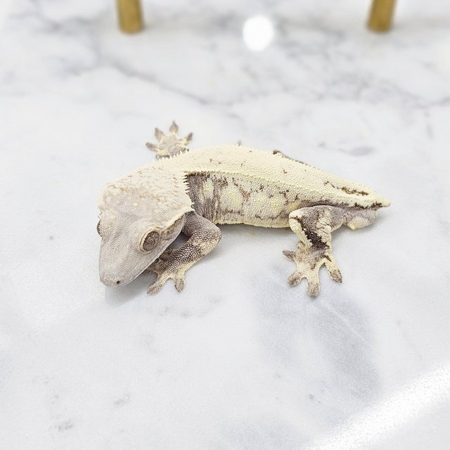 세이블 화이트핀 화이트포트홀 화이트크라운 화이트스팟 드리피